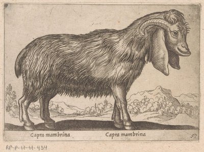 Membrina geit Capra mambrina/ Capra mambrina (cím a tárgyon) Dieren en fablewezens (sorozat címe) A világ legkíváncsibb állatainak új gyűjteménye (sorozat címe) alkotó: Antonio Tempesta