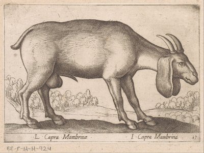 Membrina geit L Capra Mambrinae/ I Capra Mambrina (cím a tárgyon) Dieren en fablewezens (sorozat címe) Új kollekció a világ legkíváncsibb állataiból (sorozat címe) alkotó: Antonio Tempesta