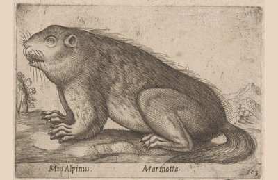 Motyog Alpesi egér / Marmotta (cím a tárgyon) Dieren en fablewezens (sorozat címe) Nova raccolta de li animali piu curiosi del mondo (sorozat címe) alkotó: Antonio Tempesta