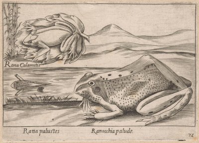 Moeras Kikkers Marsh Frog / Marsh Frog (cím az objektumon) Dieren en fabelwezens (sorozat címe) Nova gyűjtemény a világ legkíváncsibb állataiból (sorozat címe) alkotó: Antonio Tempesta