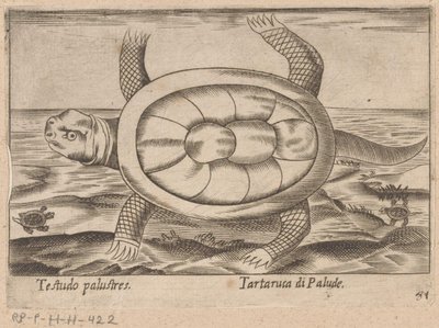 Moerasschildpad Testudo palustres/Tartaruca di Palude (cím a tárgyon) Dieren en fablewezens (sorozat címe) Nova raccolta de li animali piu curiosi del mondo (sorozat címe) alkotó: Antonio Tempesta