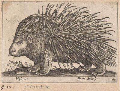 Tarajos sül Hystrix/ Porco Spinoso (cím az objektumon) Állatok és mitikus lények (sorozat címe) Nova raccolta de li animali piu curiosi del mondo (sorozat címe) alkotó: Antonio Tempesta