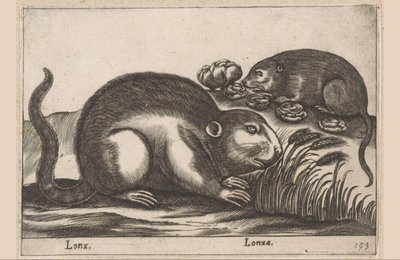 Két pézsmapocok Lonx/Lonza (cím az objektumon) Állatok és mitikus lények (sorozat címe) Nova raccolta de li animali piu curiosi del mondo (sorozat címe) alkotó: Antonio Tempesta