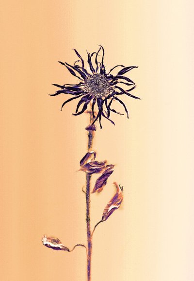  alkotó: Antonius Antonius