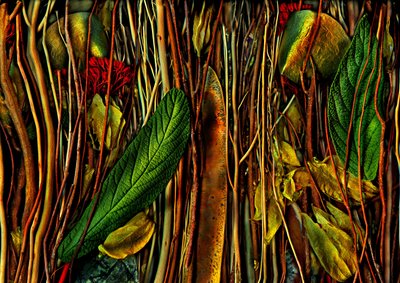  alkotó: Antonius Antonius