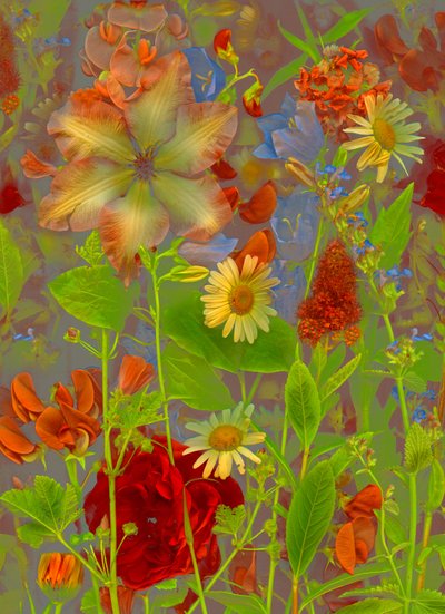  alkotó: Antonius Antonius