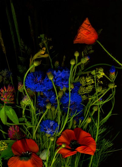  alkotó: Antonius Antonius