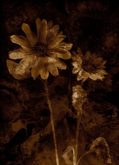  alkotó: Antonius Antonius