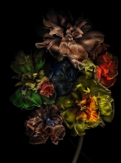  alkotó: Antonius Antonius