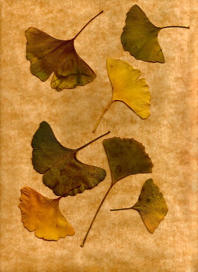  alkotó: Antonius Antonius