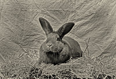  alkotó: Antonius Antonius