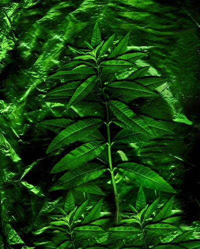  alkotó: Antonius Antonius