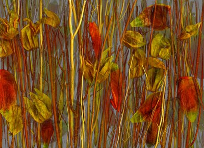  alkotó: Antonius Antonius