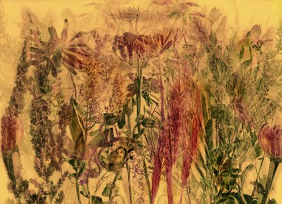  alkotó: Antonius Antonius