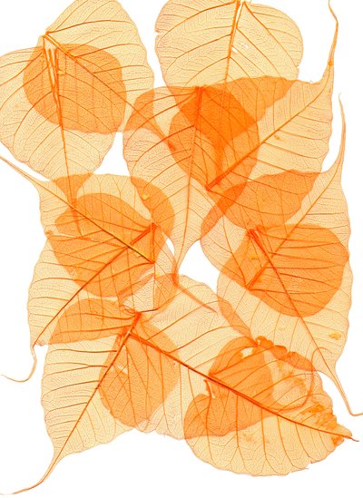  alkotó: Antonius Antonius