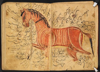 Ló, Azdī, Aḥmad ibn ʿAtīq "Kitāb al-bayṭarah" című művéből alkotó: Arabic School