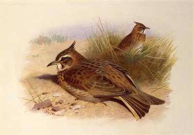 Egy tarajos pacsirta, British Birds alkotó: Archibald Thorburn