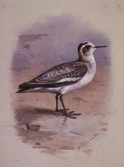A Grey Phalarope (akvarell) alkotó: Archibald Thorburn