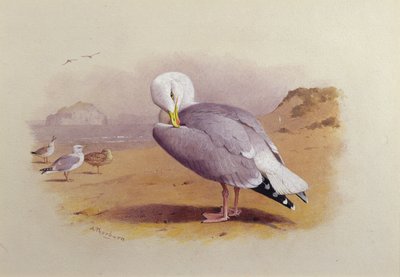 Hering sirály a tengerparton a Basszussziklával túl (akvarell) alkotó: Archibald Thorburn