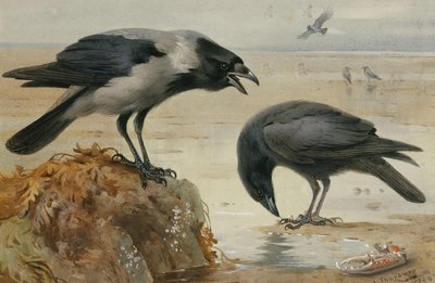Egy csuklyás varjú és egy dögvarjú alkotó: Archibald Thorburn
