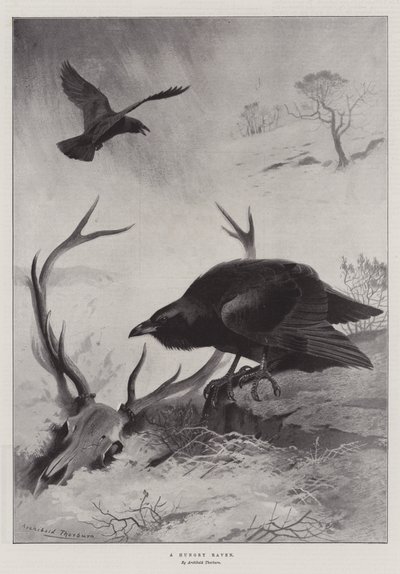 Egy éhes holló alkotó: Archibald Thorburn