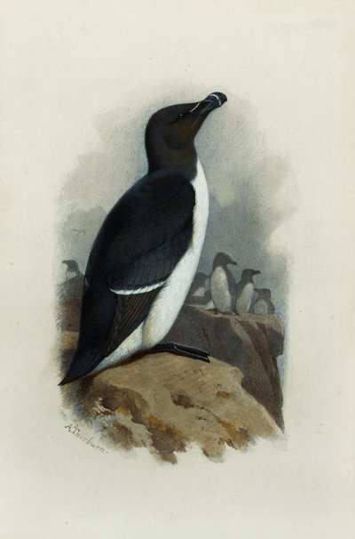 Egy Razorbill alkotó: Archibald Thorburn