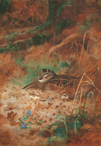 Egy erdei kakas és csibe az aljnövényzetben alkotó: Archibald Thorburn