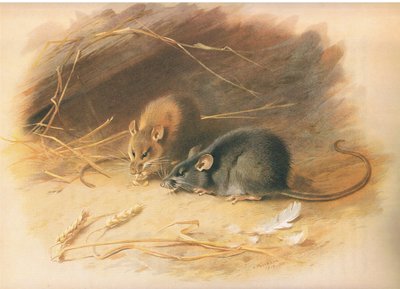Alexandrine Rat and Black Rat, a Thorburns Mammalsból, amelyet a Longmans and Co adott ki, c. 1920 alkotó: Archibald Thorburn