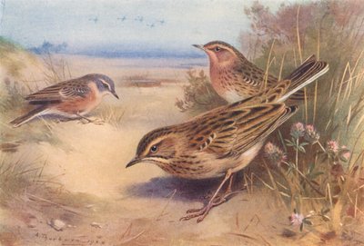 Alpesi vagy vízi cinkék, Vöröstorkú cinkék, Richard cinkék (színes lithó) alkotó: Archibald Thorburn