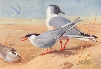 Sarki csér (felnőtt és fiatal), Bonaparte sirály (színes litográfia) alkotó: Archibald Thorburn