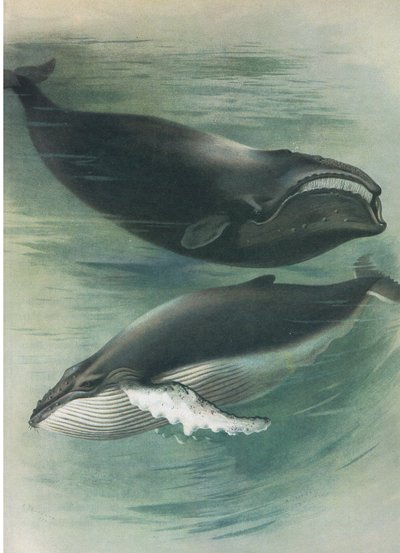 Atlantic White Whale and Humped Back Whale, Thorburn