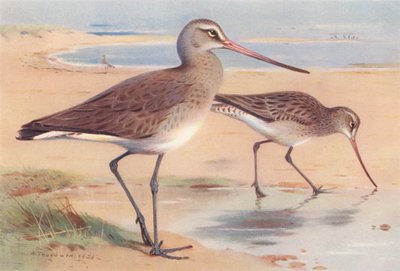 Feketefarkú gólya (téli), barkafarkú gólya (téli) (színes lithó) alkotó: Archibald Thorburn