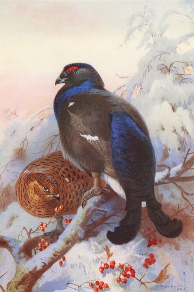 Feketefajd (hím és nőstény) (színes litográfia) alkotó: Archibald Thorburn