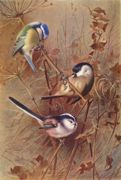 Kék cickány, mocsári cickány, hosszúfarkú cickány (színes lithó) alkotó: Archibald Thorburn