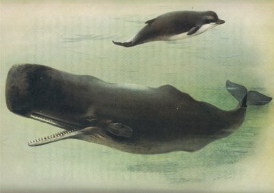 Palackorrú bálna és sperma bálna, a Thorburns Mammalsból, a Longmans and Co. kiadásában, c. 1920 alkotó: Archibald Thorburn