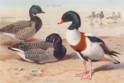 lúd, réce (színes litográfia) alkotó: Archibald Thorburn
