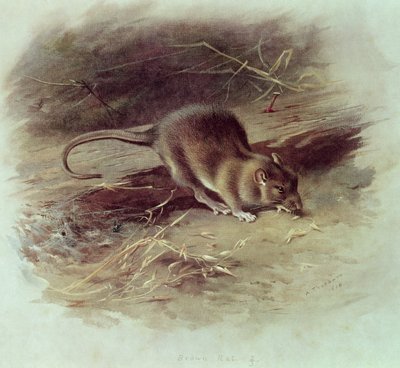 Barna Patkány (Rattus norvegicus) 1918 alkotó: Archibald Thorburn