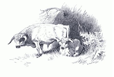 Szarvasmarha, a Longmans and Co által kiadott Thorburn