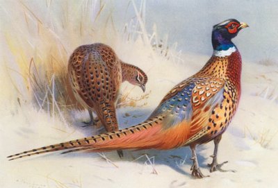 Kínai gyűrűsnyakú fácán (hím és nőstény) (színes litográfia) alkotó: Archibald Thorburn
