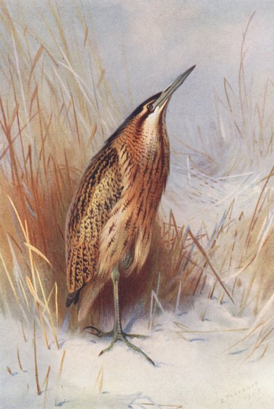 Közönséges keselyű (színes litográfia) alkotó: Archibald Thorburn
