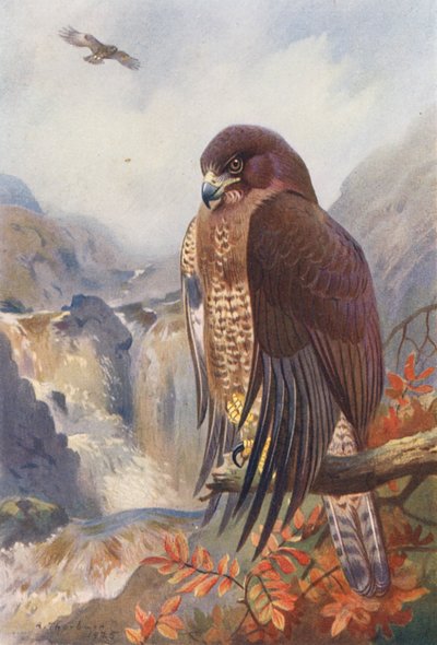 Ölyv (színes litográfia) alkotó: Archibald Thorburn