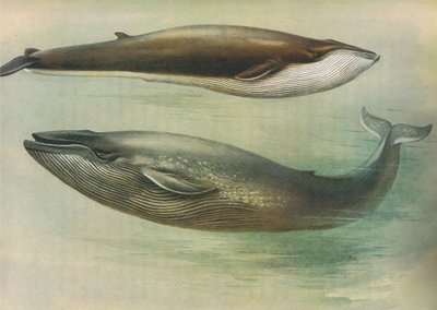 Common Rorqual, Sibbalds Rorqual vagy Blue Whale, a Thorburns Mammalsból, amelyet a Longmans and Co adott ki, c. 1920 alkotó: Archibald Thorburn