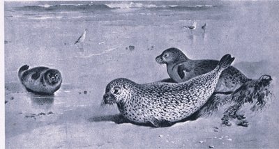 Common Seal, Nature in Britain kiadó: Collins alkotó: Archibald Thorburn