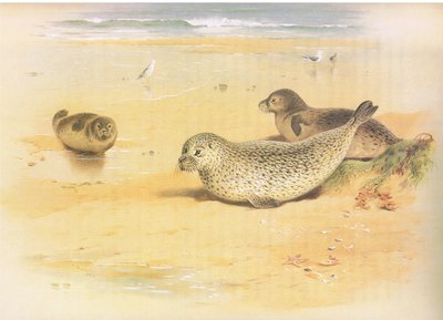 Common Seal, a Thorburns Mammalsból, a Longmans and Co. kiadásában, c. 1920 alkotó: Archibald Thorburn