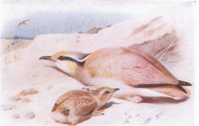 Krémszínű Courser, a Brit-szigetek madarai és tojásaiból, a Frederick Warne & Co Ltd, 1958 alkotó: Archibald Thorburn