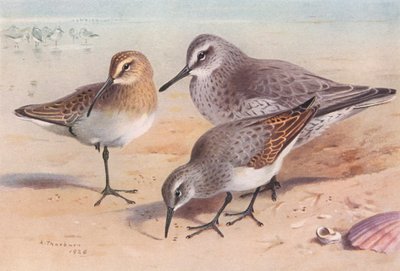 Göncölszalonka (ivaréretlen, ősz), csomó (tél), dunlin (tél) (színes litho) alkotó: Archibald Thorburn