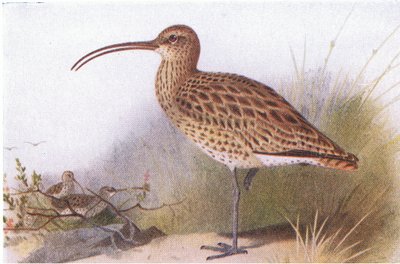 Curlew, a Frederick Warne & Co Ltd. által kiadott Birds of the British Isles and Their Eggsből, 1958 alkotó: Archibald Thorburn