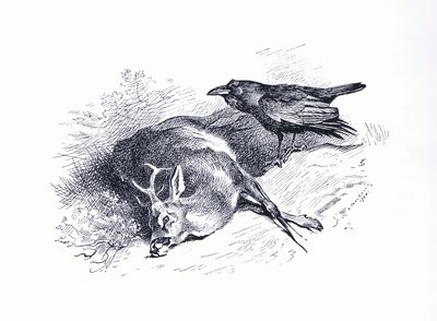 Döglött szarvas és holló, a Longmans and Co által kiadott Thorburn