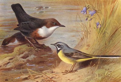 Dipper, Grey Wagtail (színes litográfia) alkotó: Archibald Thorburn