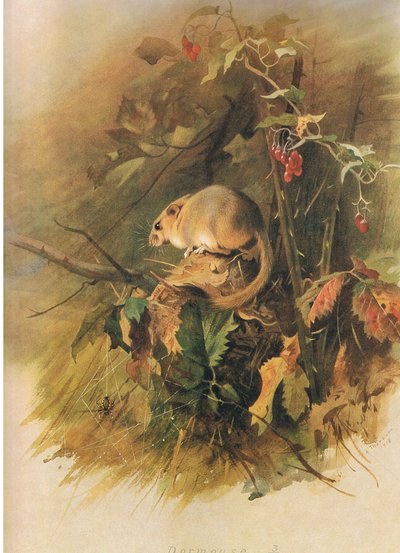 Dormouse, a Thorburns Mammalsból, a Longmans and Co. kiadásában, c. 1920 alkotó: Archibald Thorburn